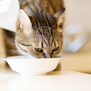 猫吃东西老是咳