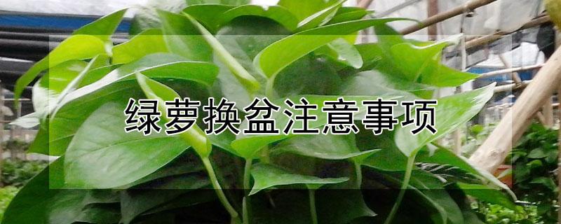 绿萝的栽培方法和注意事项