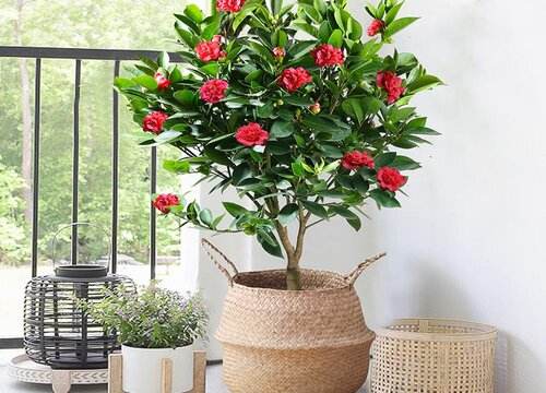 养茶花注意事项