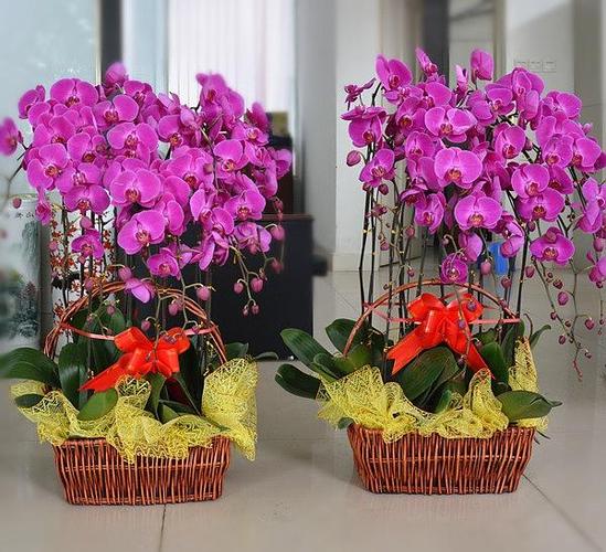 蝴蝶兰花的栽培