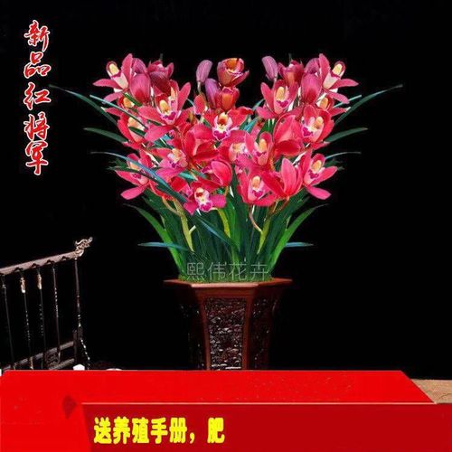 虎头兰花栽培