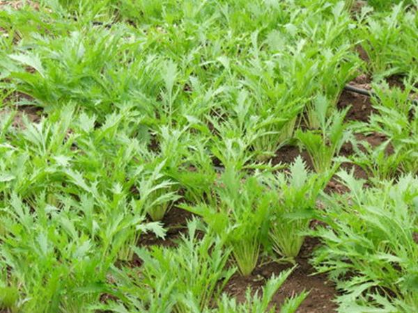 京水菜的做法 大全