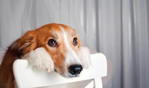 幼犬一直吐不吃东西怎么办