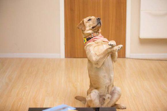 如何训练犬坐立
