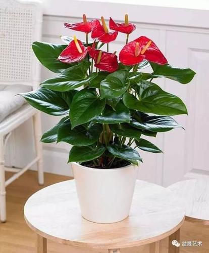 盆栽植物的栽培技?g