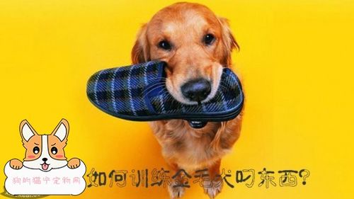 如何让狗狗叼东西