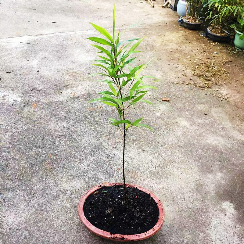 红竹养殖方法