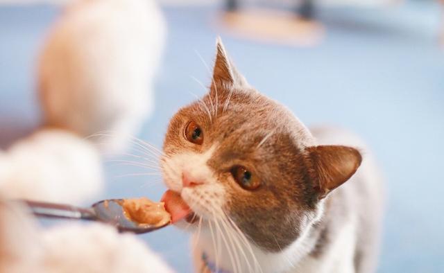 猫猫突然不爱吃东西了