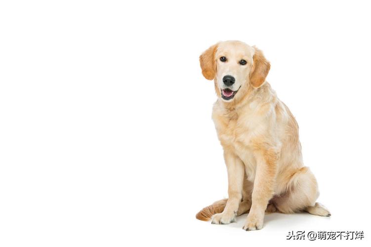 训练狗坐的手势