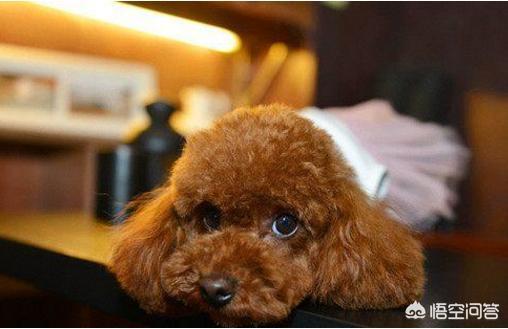 成年泰迪犬不吃东西怎么办