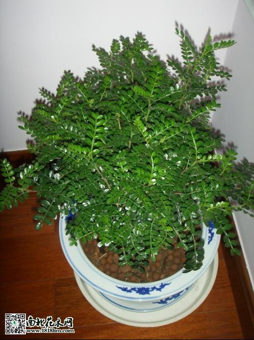 清香木苗栽培技术