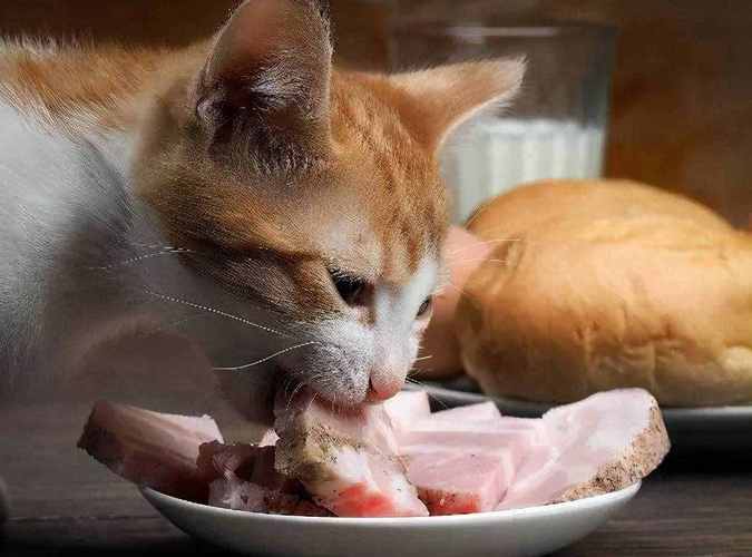 猫生孩子前要准备什么东西不能吃