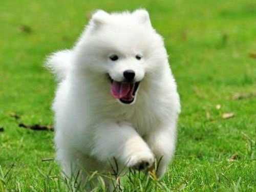 如何让萨摩耶犬不咬东西