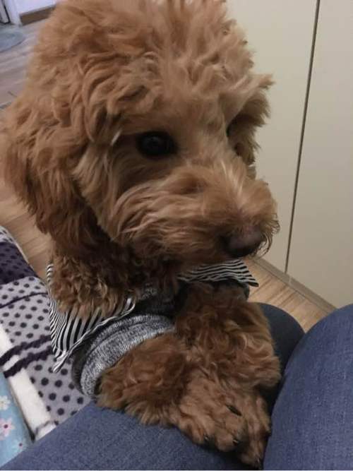小泰迪狗生病不吃东西咋办