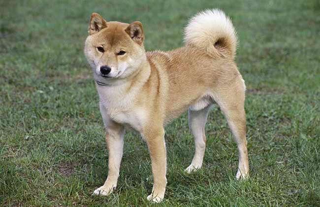 柴犬应该怎么训练