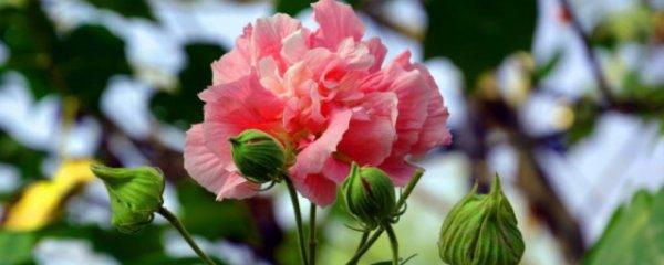 芙蓉花栽培与管理方法