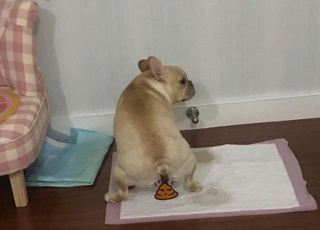 排泄训练合集