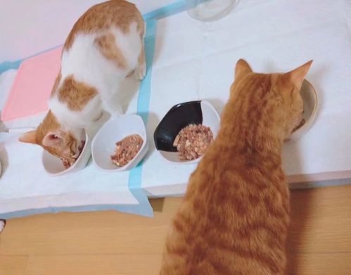我家猫吃东西靠喂