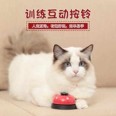 宠物训练课 猫