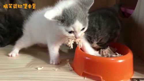 奶猫不吃东西没有精神怎么办