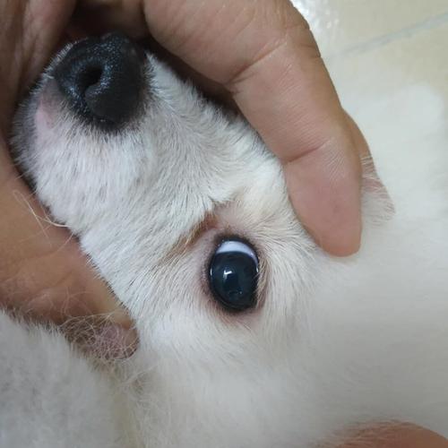 狗眼睛看到的东西怎么办