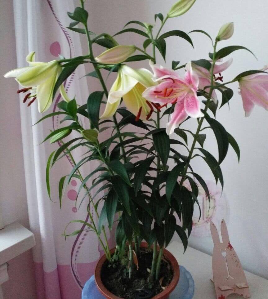 百合盆栽注意事项