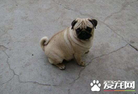 巴哥应该怎么训练大小便