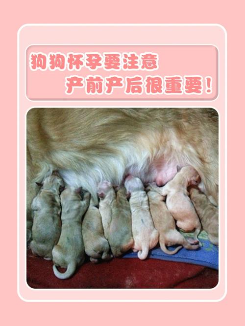 母狗产前准备什么东西