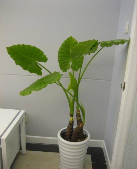 滴水观音怎么种植方法