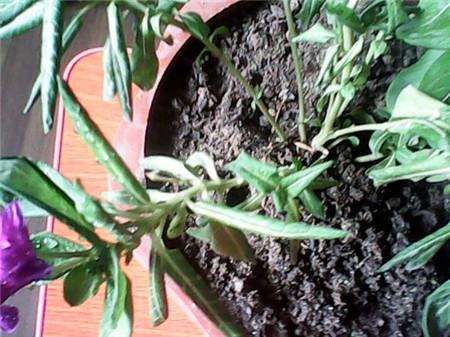 花叶面施肥的注意事项