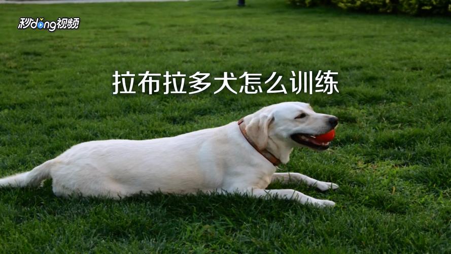 杭州拉布拉多训练