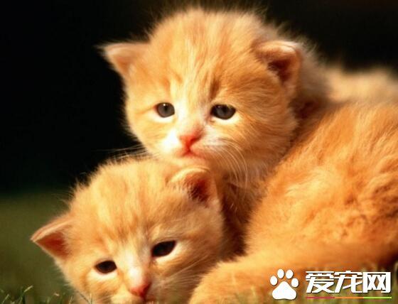 猫快生了要注意什么东西