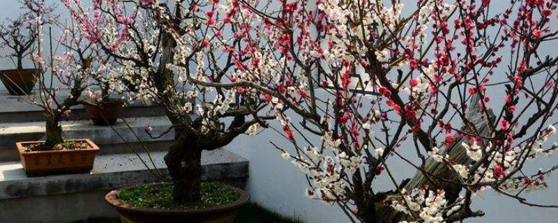 梅花怎么养养殖方法
