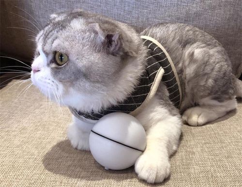 猫咪爱玩什么东西