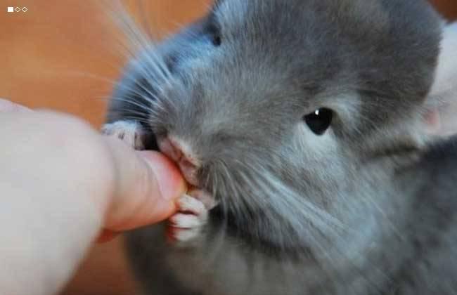 龙猫怎么训练它