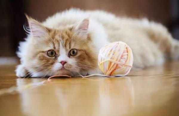 猫生病不能动不吃东西该怎么弄