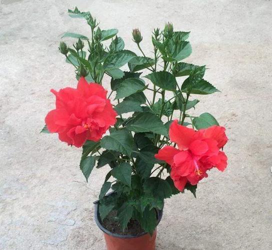 扶桑花怎么栽培