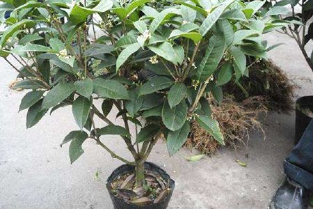 桂花栽培技术与施肥