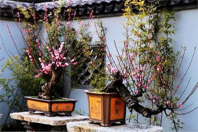 家庭梅花栽培