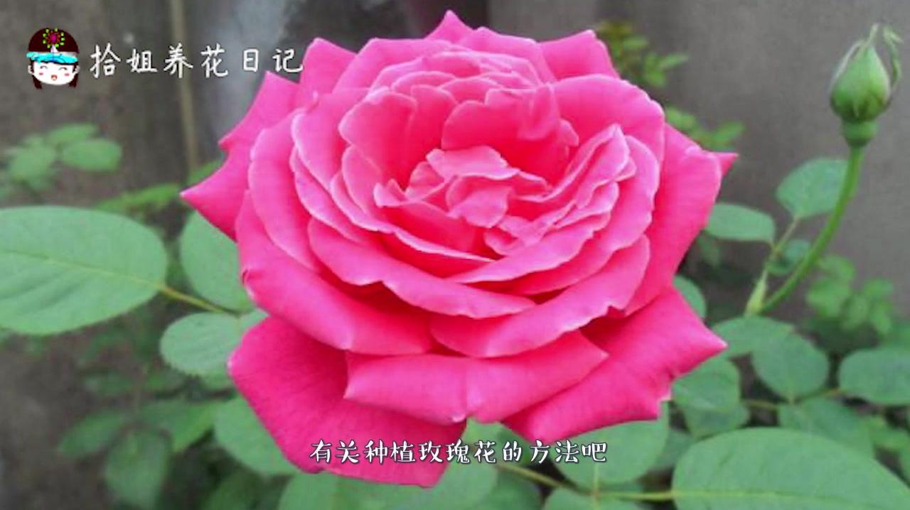 玫瑰花的种子种植方法