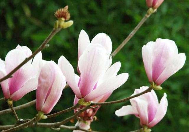 玉兰花怎样栽培