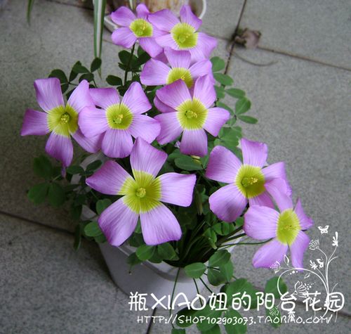 ?m浆草花怎么栽培