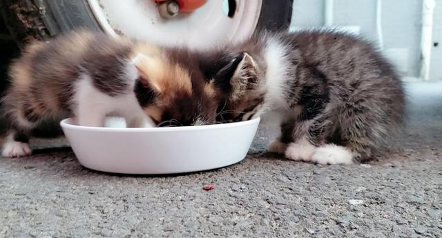 怎么让奶猫吃东西