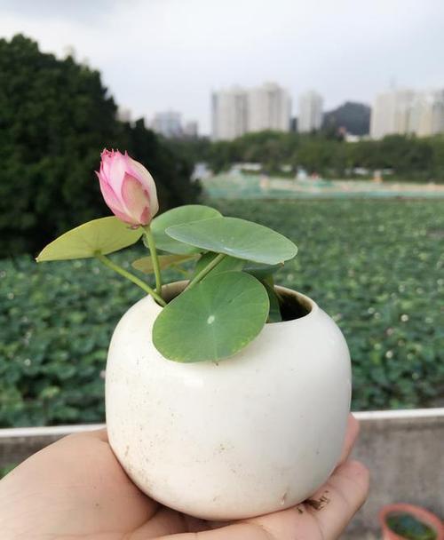 怎么栽培碗莲