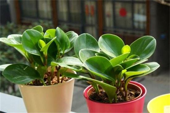 碧玉种植方法