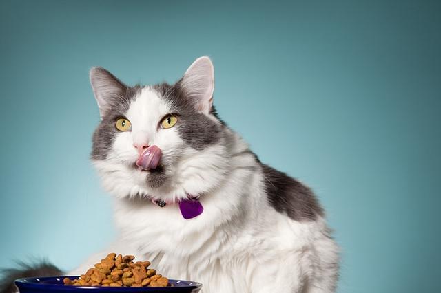 猫猫没精神不吃东西