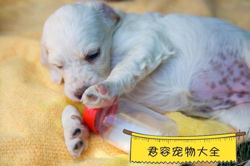 狗狗要生前该准备什么东西