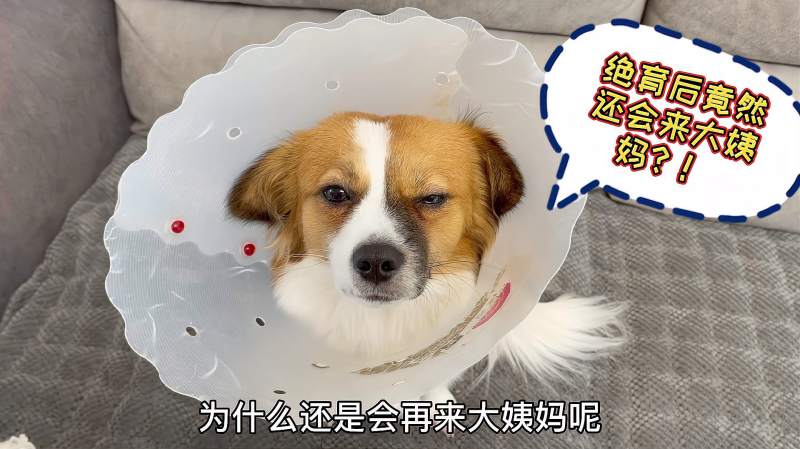 狗狗月经后不吃东西怎么办