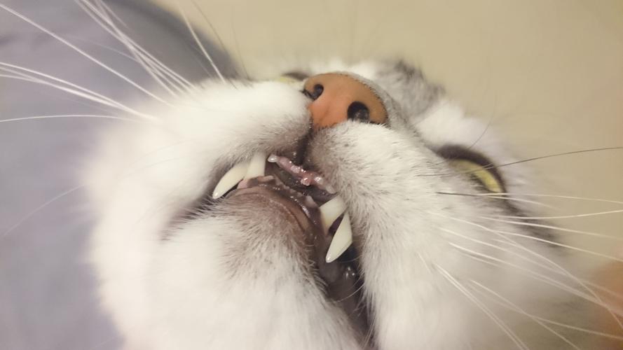 猫咪牙齿坏了吃不下东西