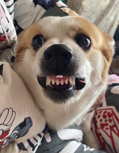 怎样训练狗呲牙微笑
